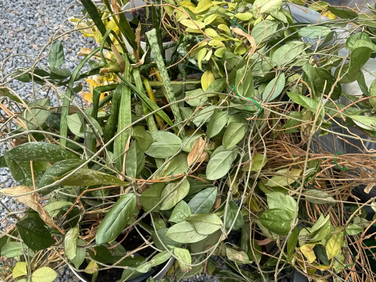 Billede 3 - Mange potteplanter Bortgives