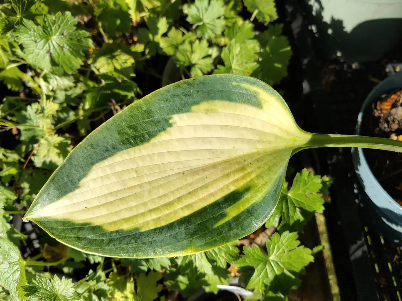 Billede 2 - Forskellige Hosta 