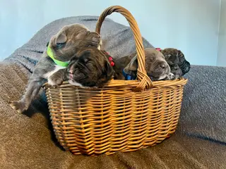 Cane Corso/Presa Canario