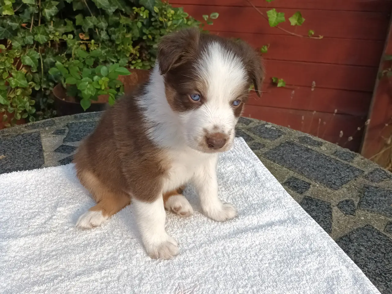 Billede 9 - Border collie hvalpe