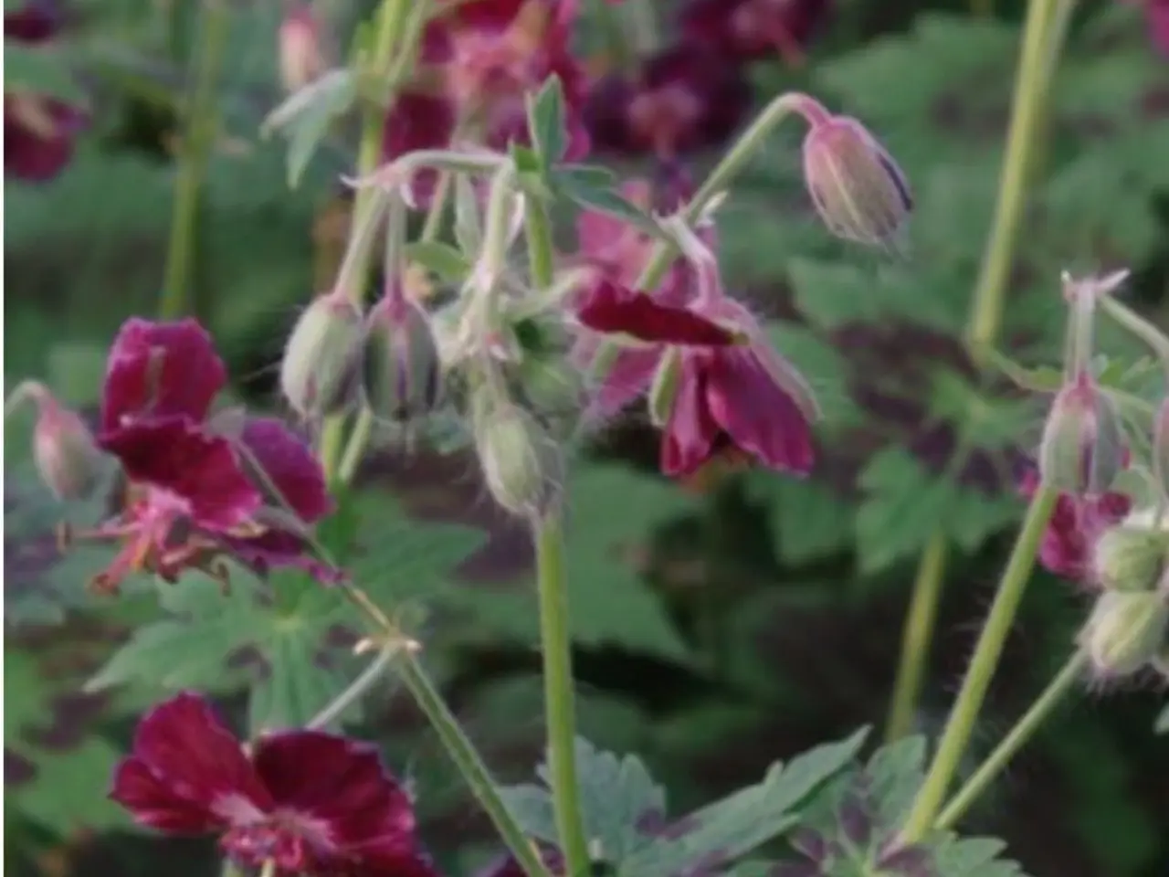 Billede 4 - Planter