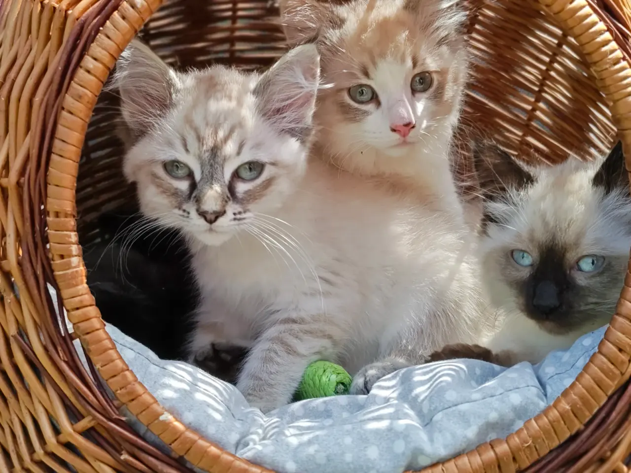 Billede 5 - Ragdoll - Ragdoll,Skovkat