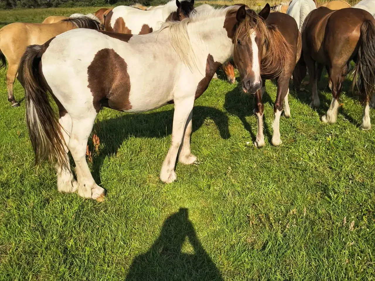 Billede 3 - 30 stk. 1 års robuste pony krydsningsplage sælges 