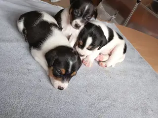 Ðansk svensk gårdhunde hvalpe