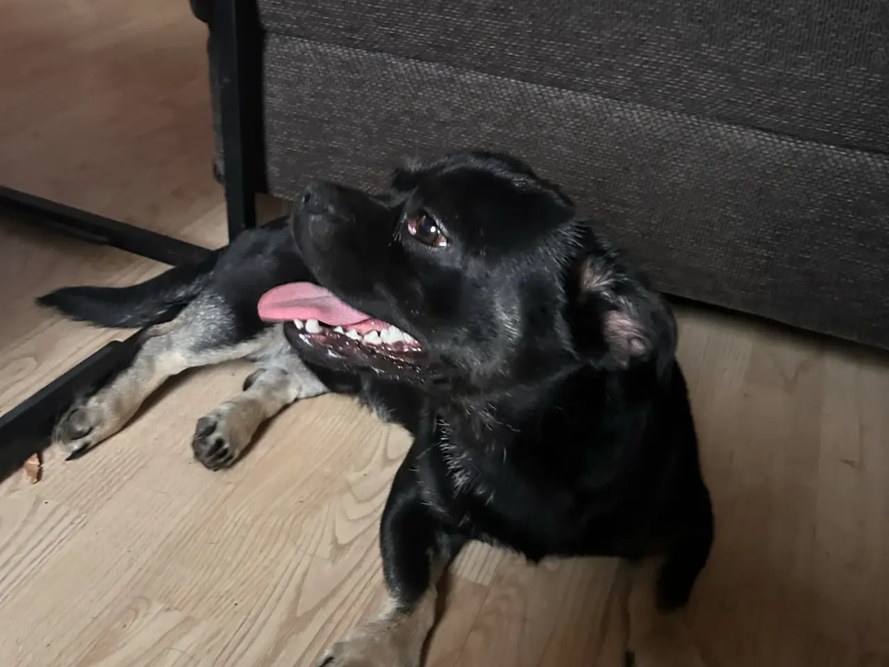 Billede 8 - Dejlig lille blandings han hund