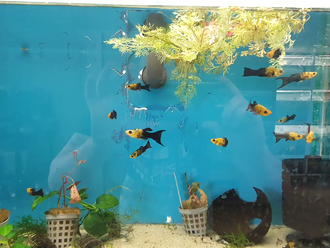 Billede 4 - 🖤💛🐟 BLACK GOLD MOLLY LYRA TIL SALG 🐟💛🖤