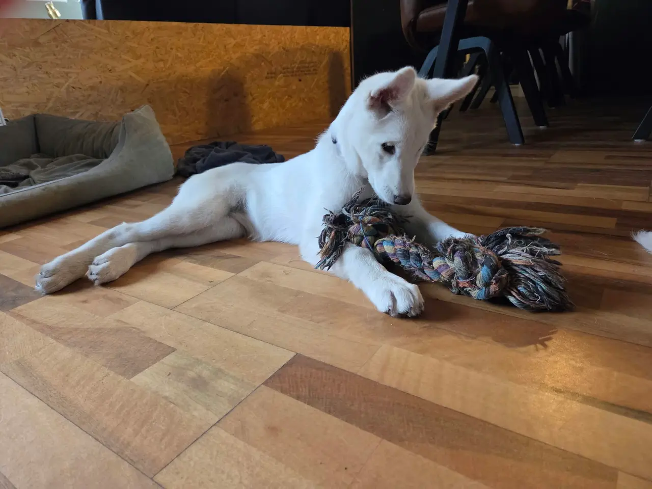 Billede 3 - Siberian husky og samojede tæve sælges