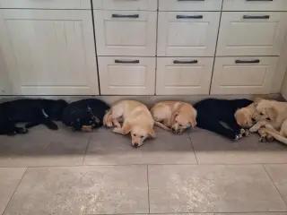 Blandingshvalpe søger et nyt, kærligt hjem 🐶 - 5