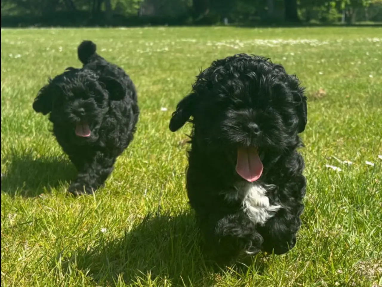 Billede 1 - 🐾 Shih-Poo hvalpe – 2 kærlige drenge klar til ny