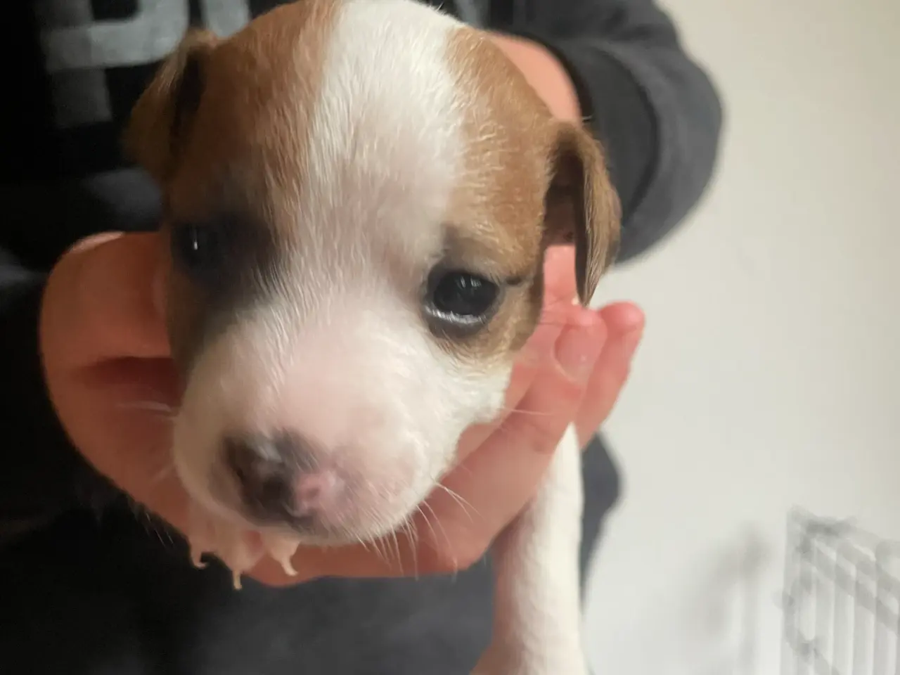 Billede 3 - Jack russel hvalpe