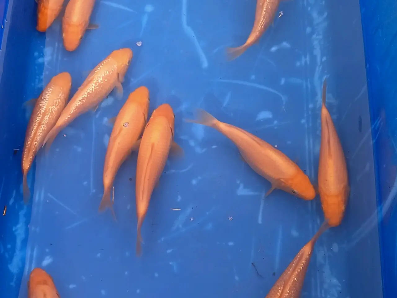 Billede 6 - Koi 20-24 cm