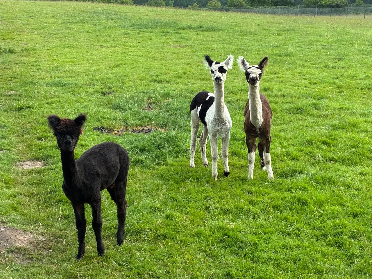 Billede 1 - Alpaca hopper