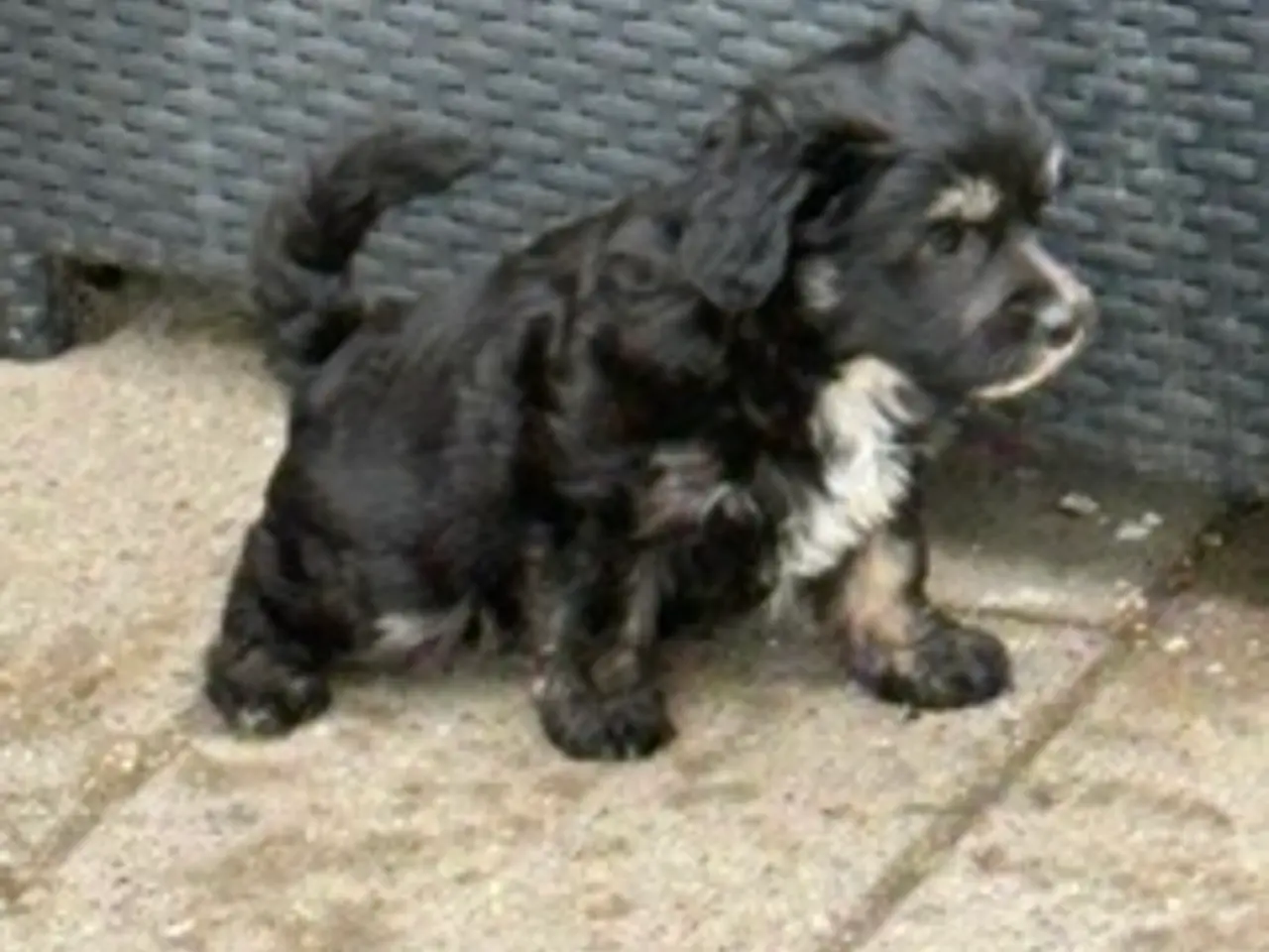 Billede 4 - Chinese Crested Powder Puff hvalpe
