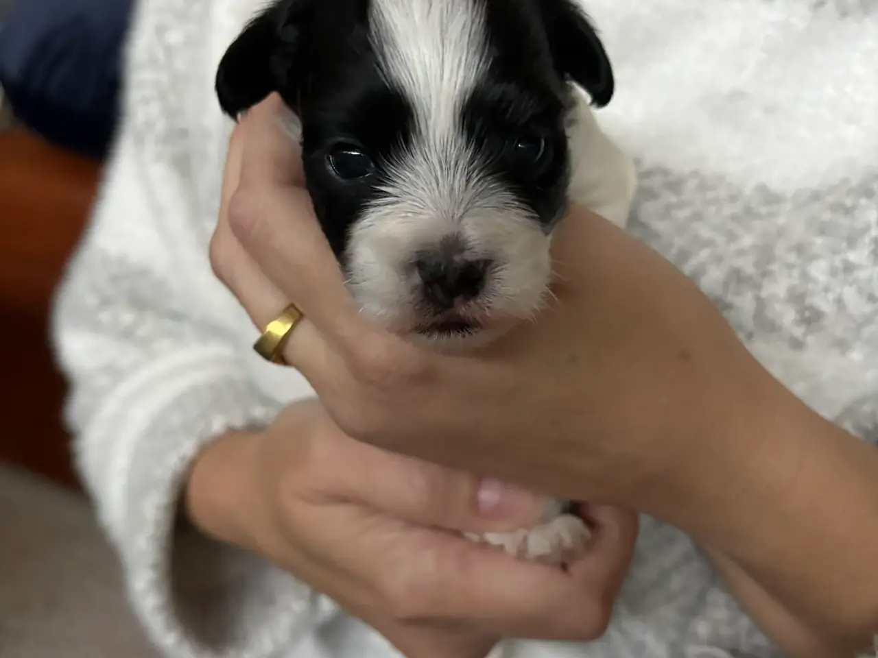 Billede 10 - Super dejlig Bichon Havanais hvalpe🐶