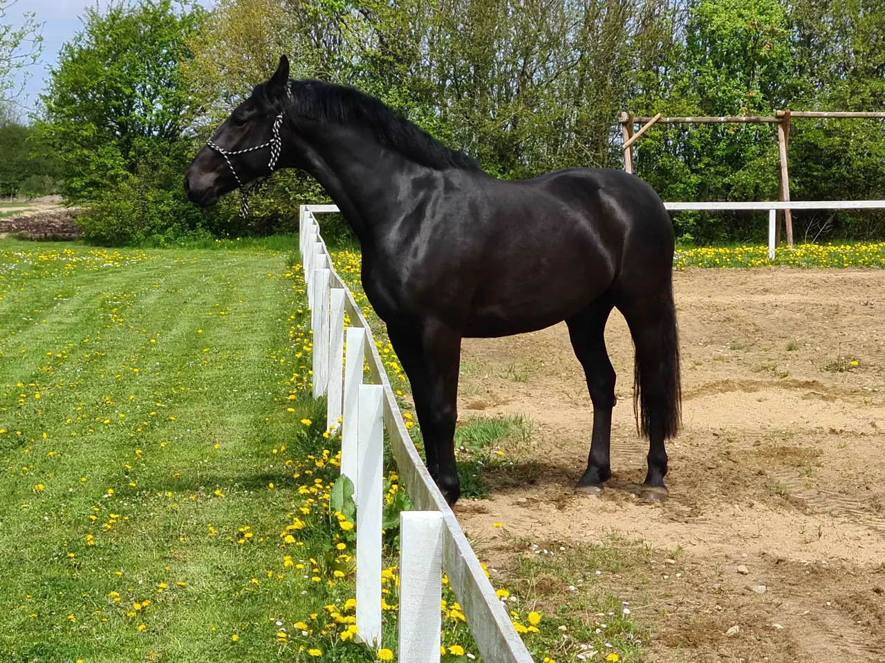 Billede 4 - Oldenborg vallak 