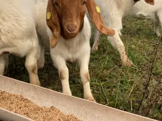 Boer geder sælges