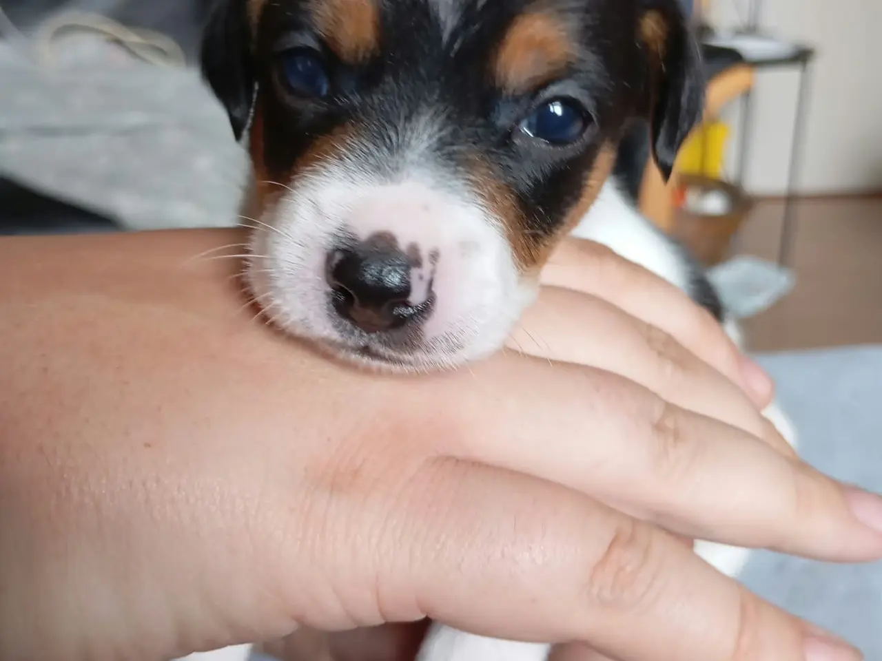 Billede 10 - Ðansk svensk gårdhunde hvalpe