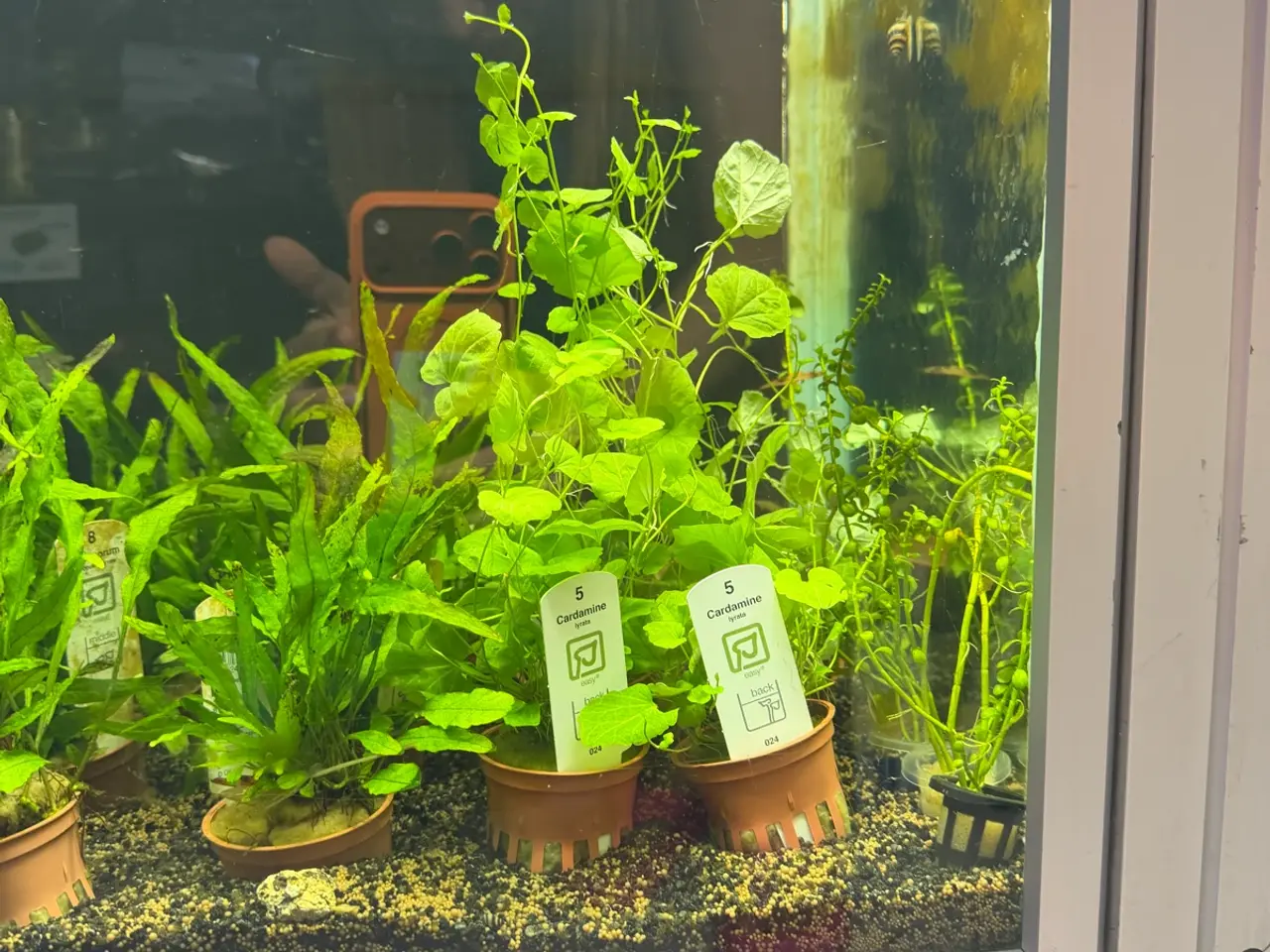 Billede 14 - Super flotte akvarieplanter fra 10kr.