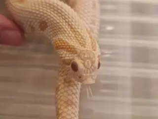 0.1 Trynesnog superarctic albino conda het axantic
