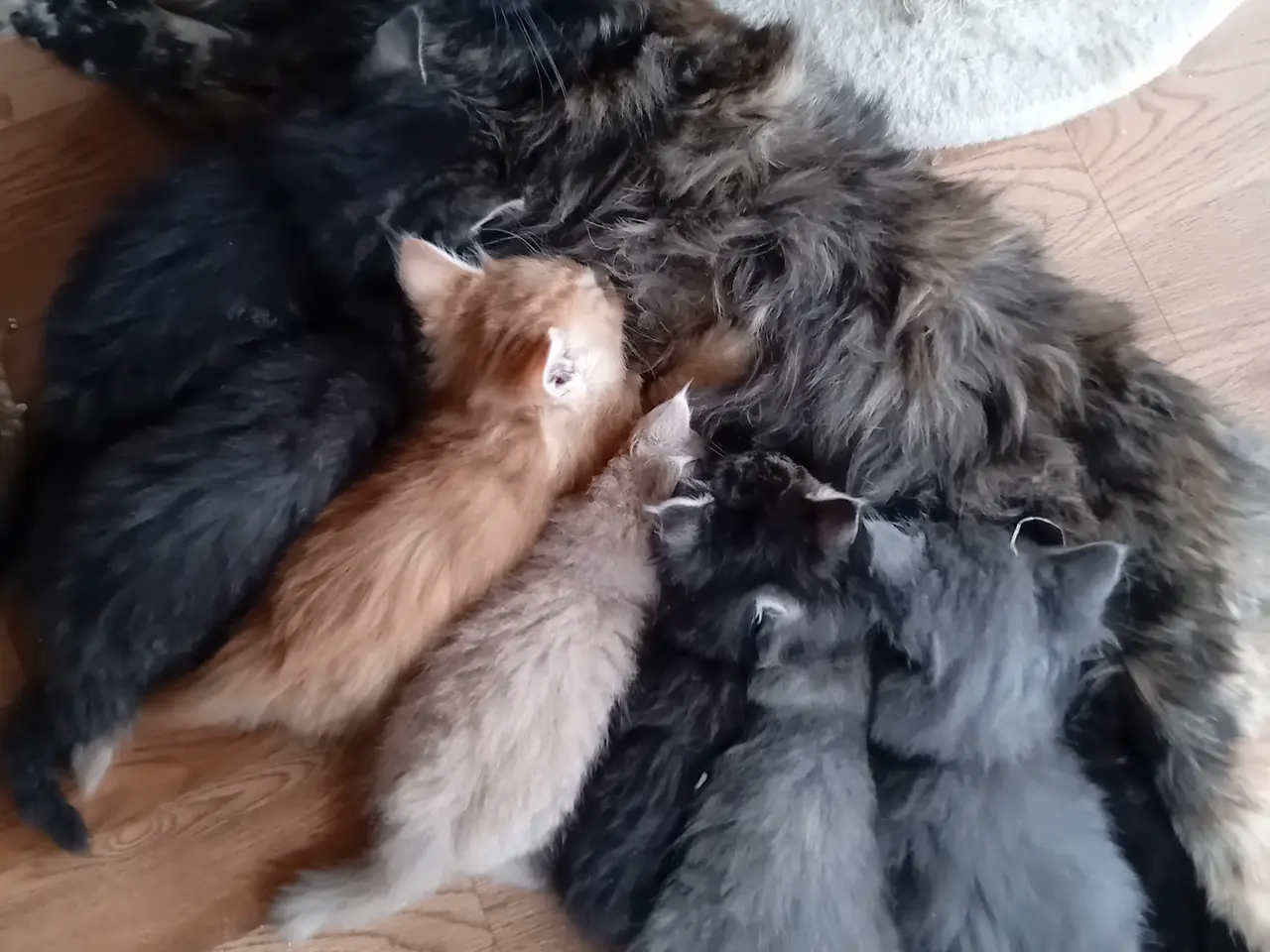 Billede 1 - Maincoon/Norsk skovkat killinger