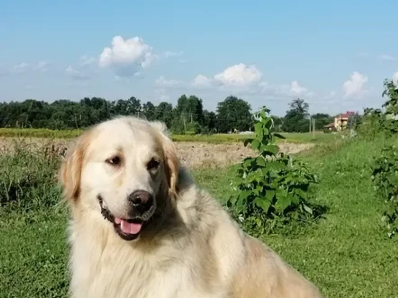 Billede 1 - En tæve af Golden Retriever købes!