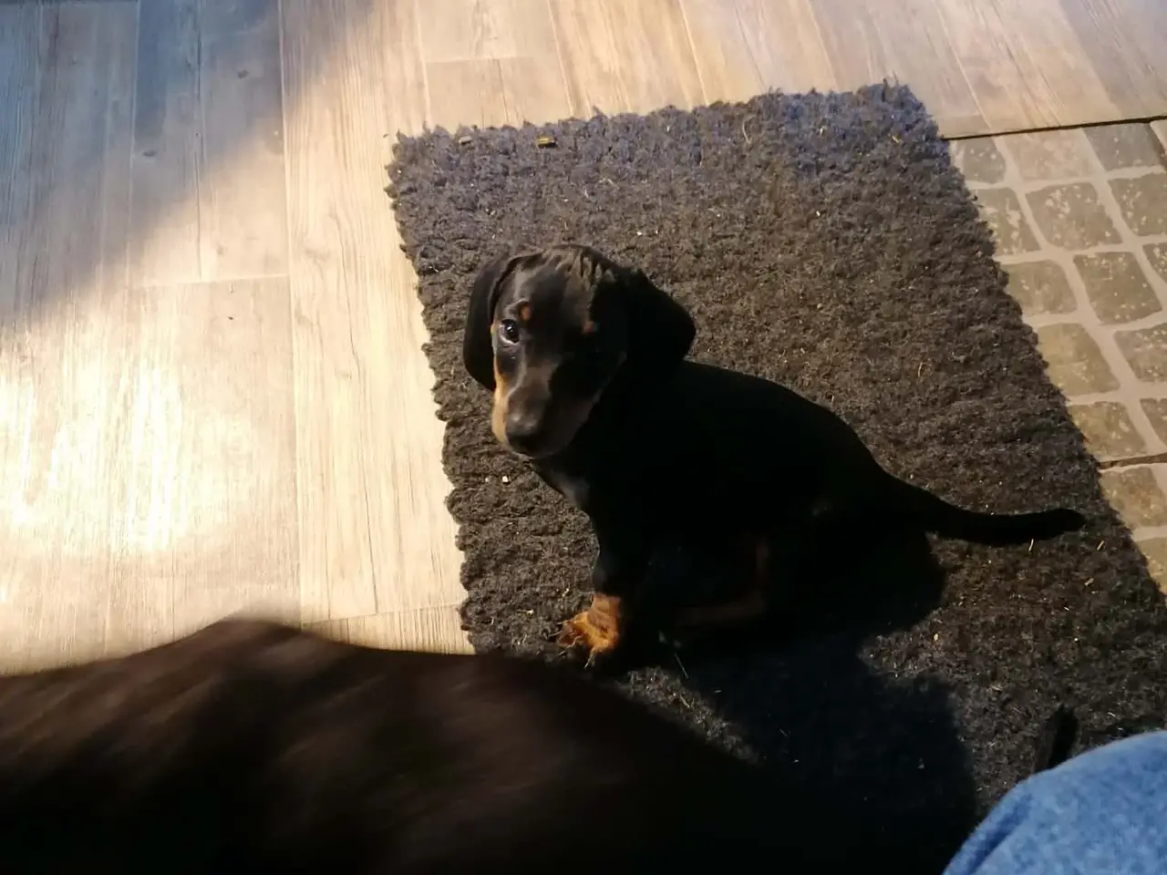 Billede 2 - Hundehvalp til salg. Det er en tæve. 
