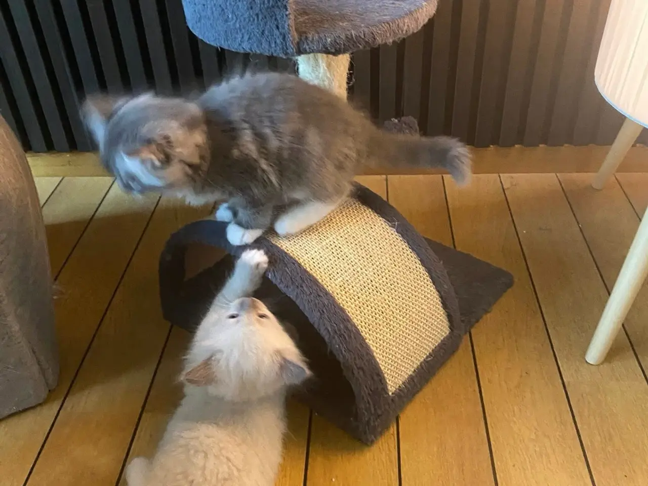 Billede 13 - Lækre 3/4 Ragdoll +1/4 perser killinger, katte