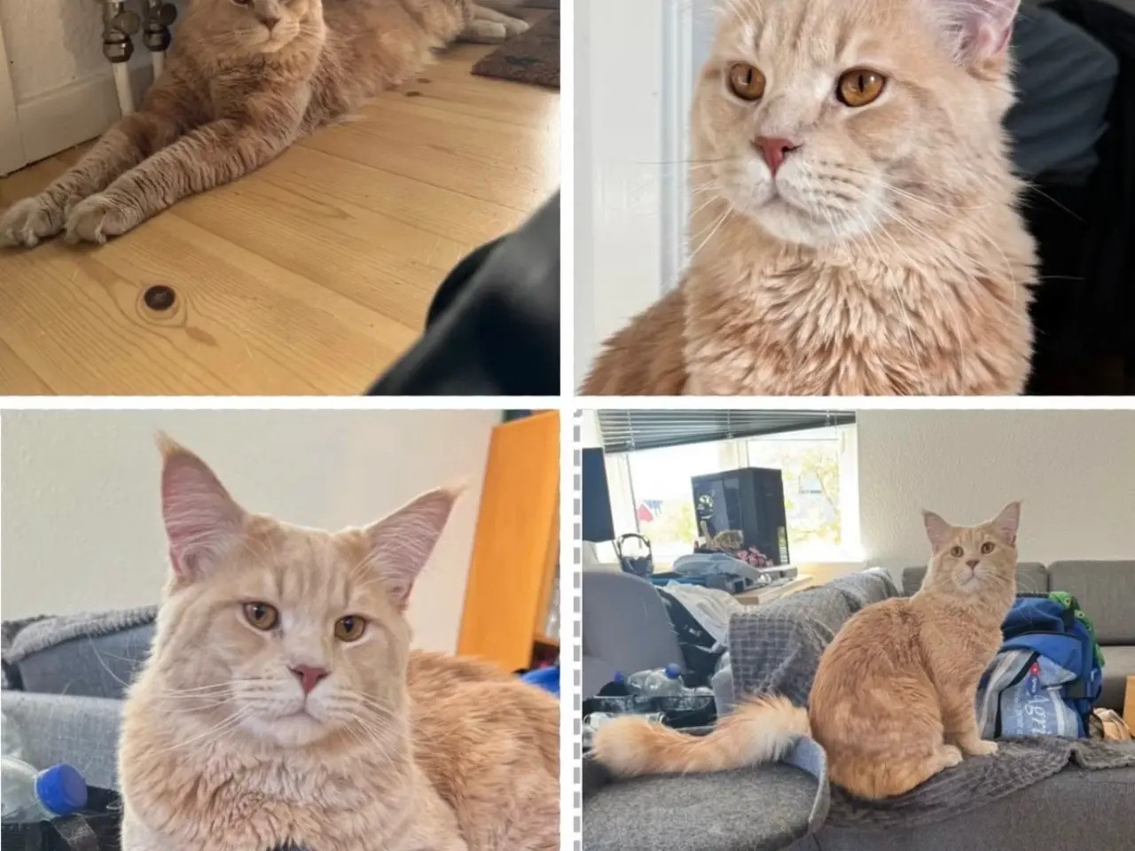 Billede 15 - Maine Coon killing