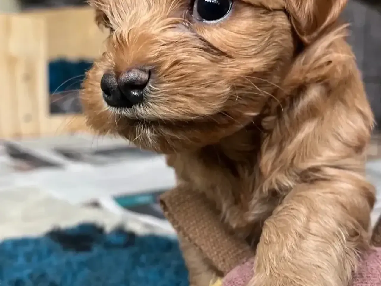 Billede 2 - havapoo / cavapoo