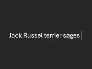 Jack Russel terrier søges