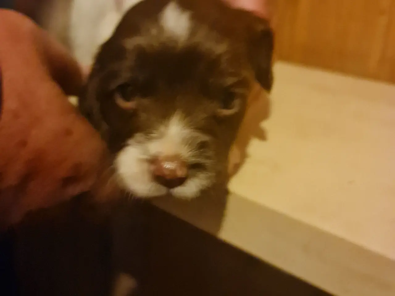 Billede 7 - Engelsk springer spaniel FT