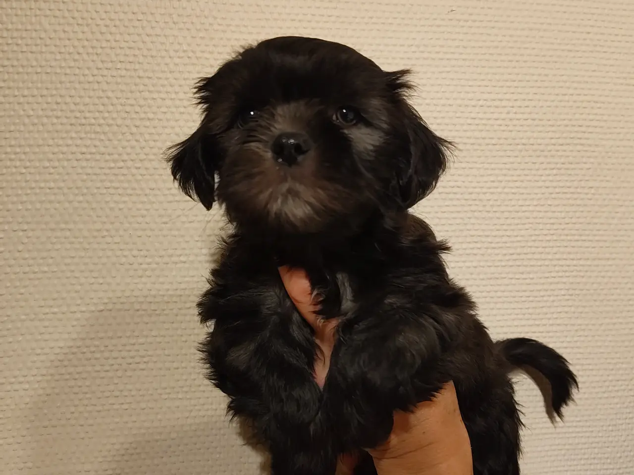 Billede 7 - Shih Tzu / blanding Malteser