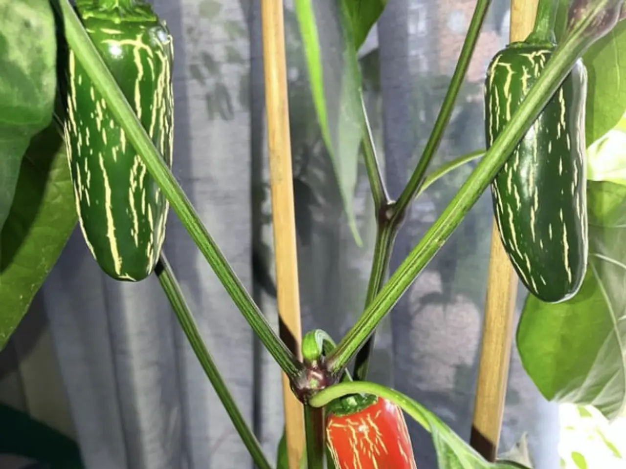 Billede 5 - Chili frø