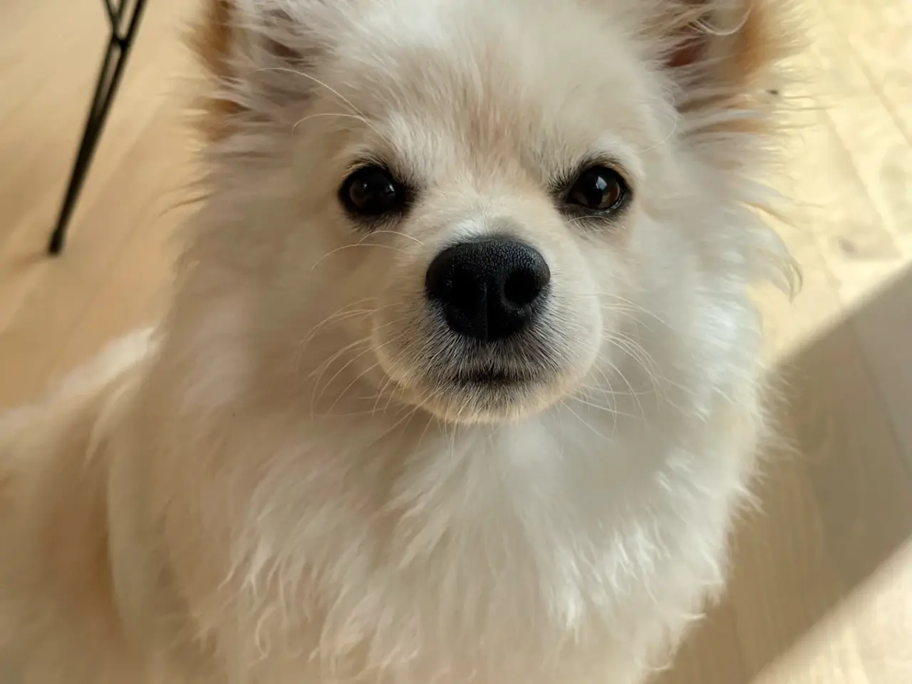 Billede 2 - Flot Pomchi pige