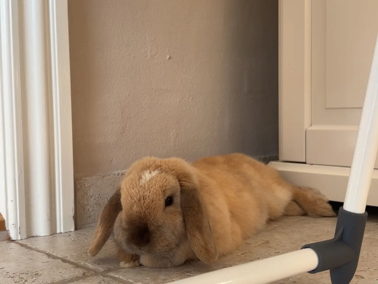 Billede 5 - To søde kaniner søger nyt og kærligt hjem 🐰