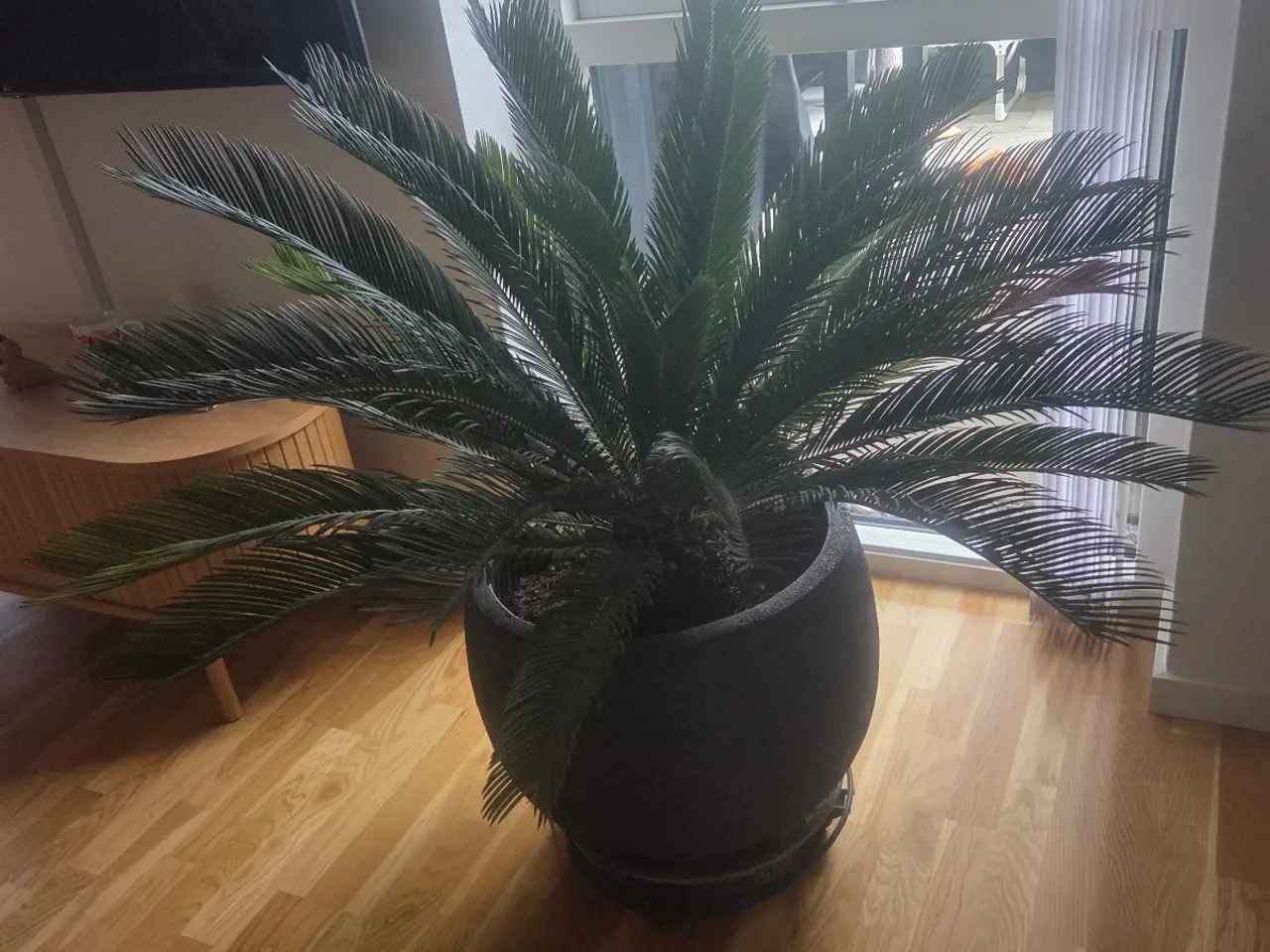 Billede 1 - Palme med krukke og underskål
