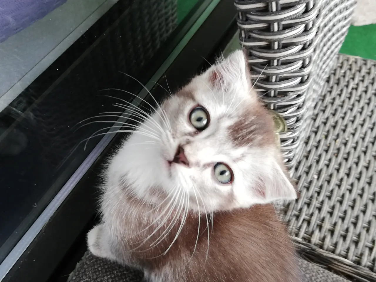 Billede 3 - Grey – en høflig og kærlig Scottish Fold han søger