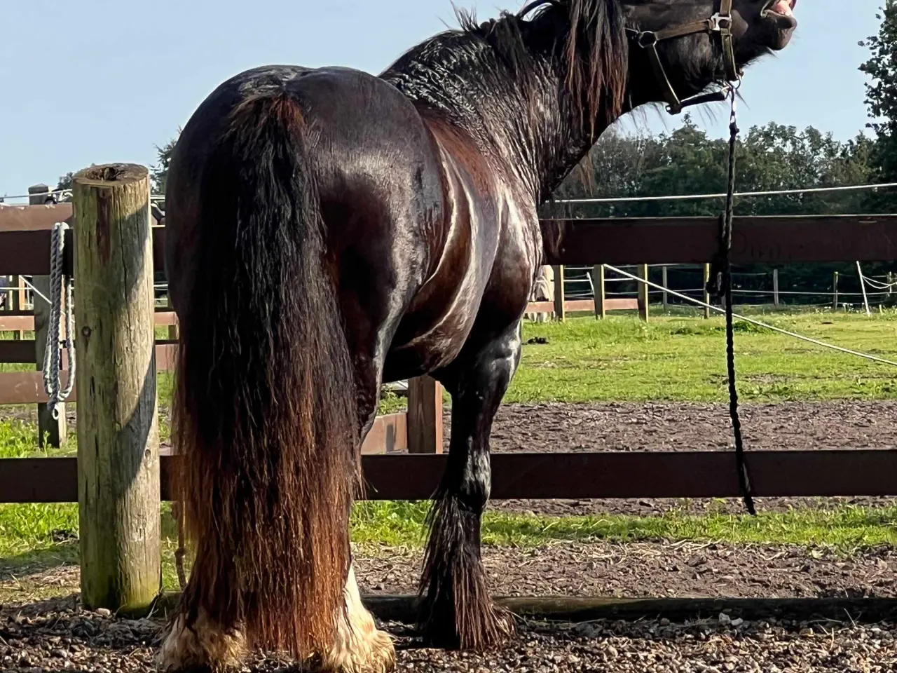 Billede 15 - Tinker/Irish cob vallak