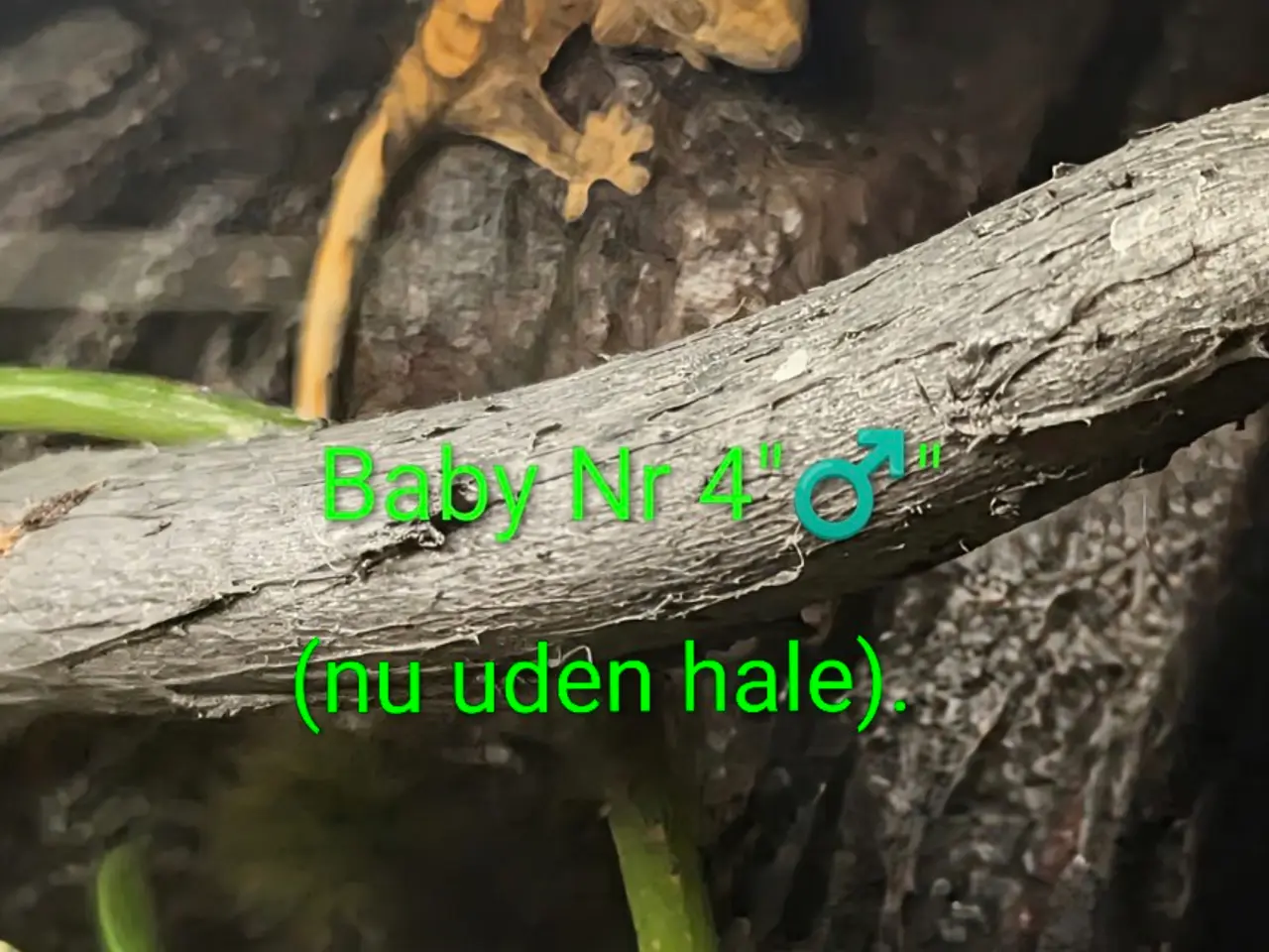 Billede 10 - 3 Kronegekko babyer sælges