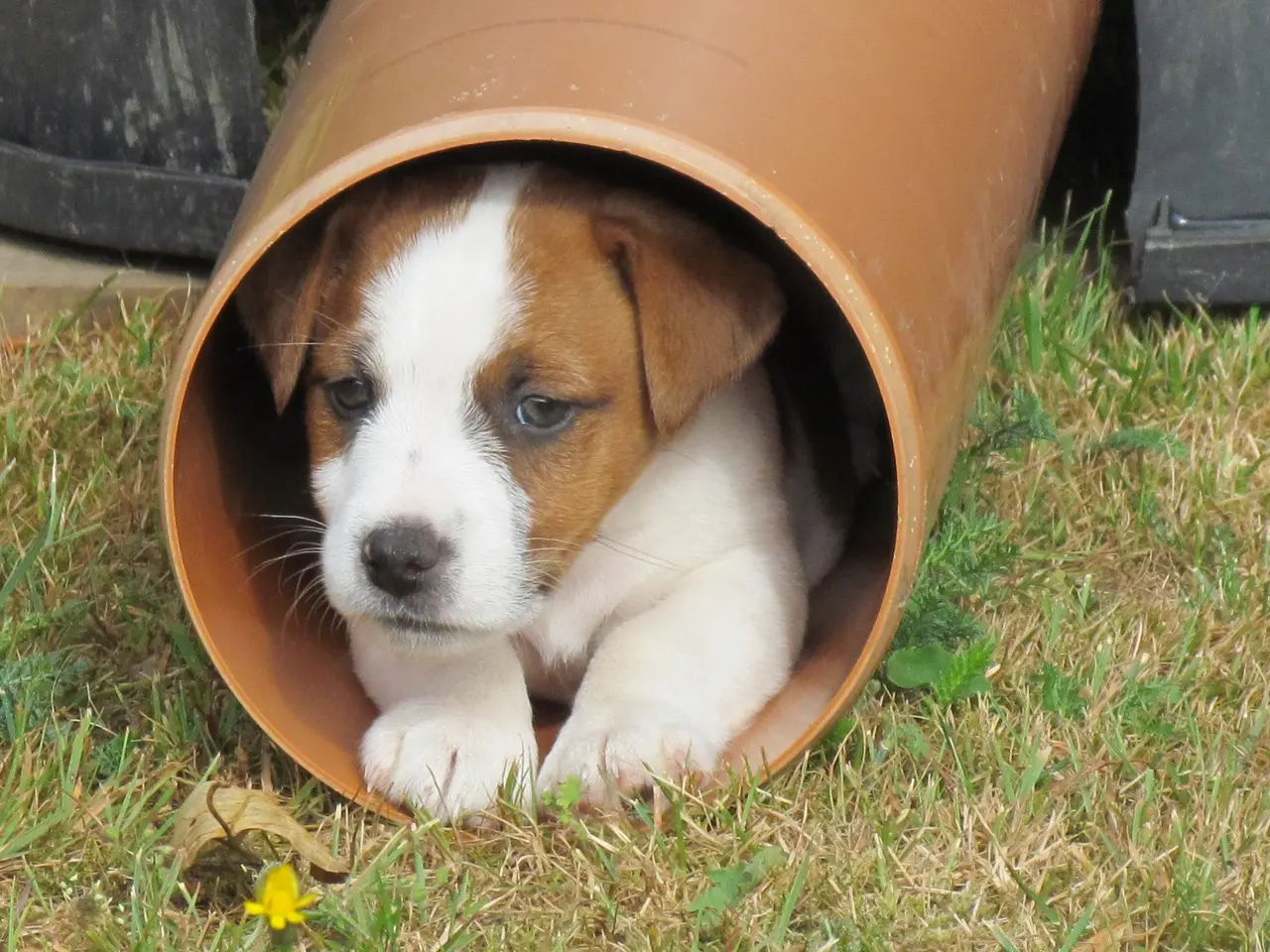 Billede 2 - DKK Jack Russell hvalpe – 2 hanner tilbage!
