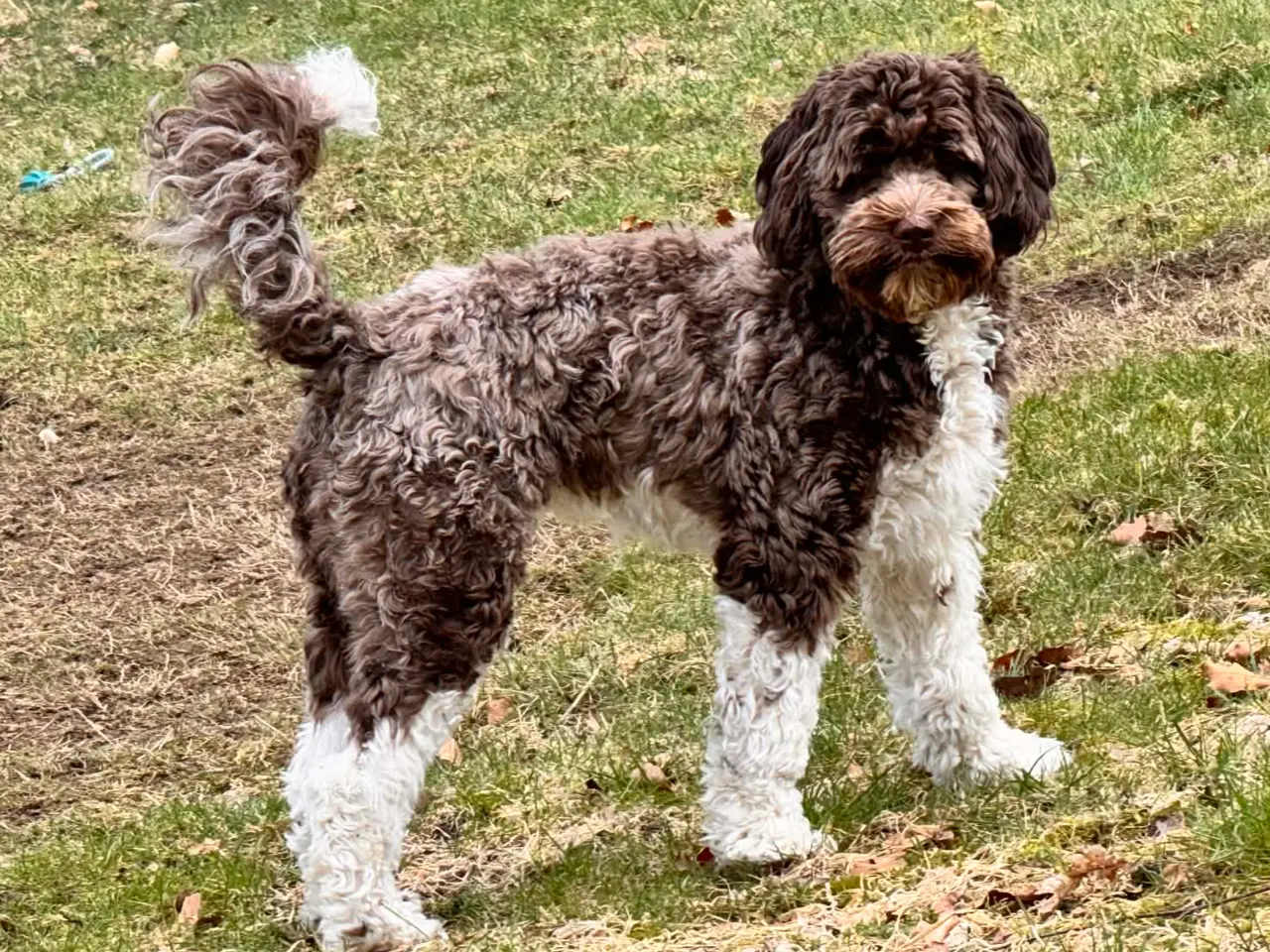 Billede 1 - Labradoodlehvalpe til 2027