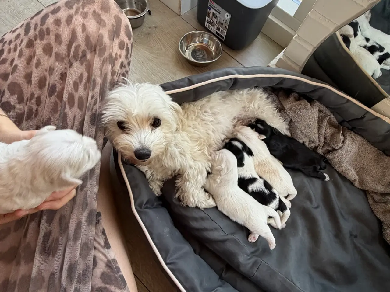 Billede 15 - 5 Søde hundehvalpe