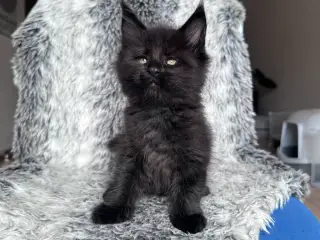 🖤 Eliot – smuk Maine Coon-dreng søger sit nye hje