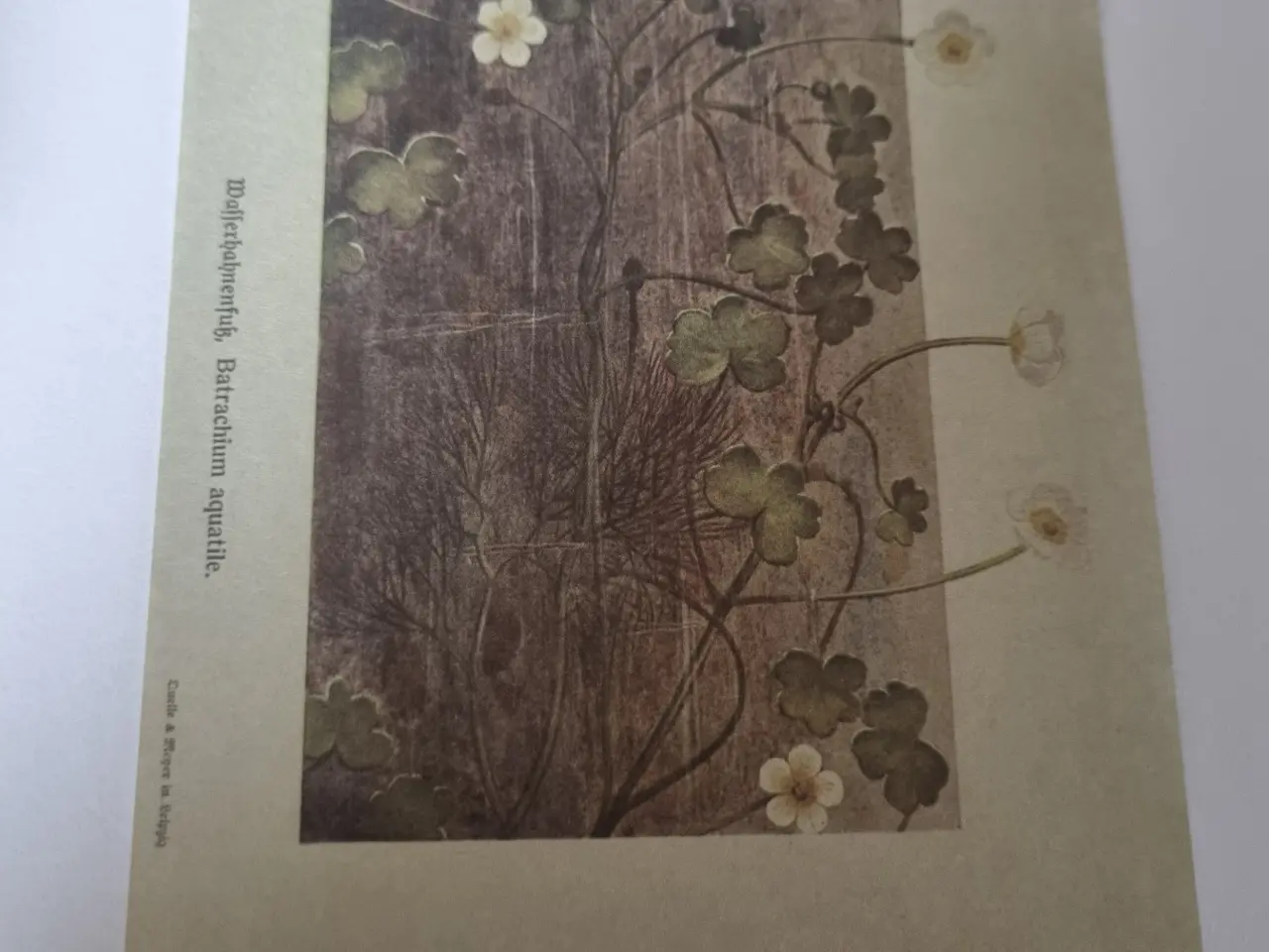 Billede 1 - Annonce 89 - Hobby
