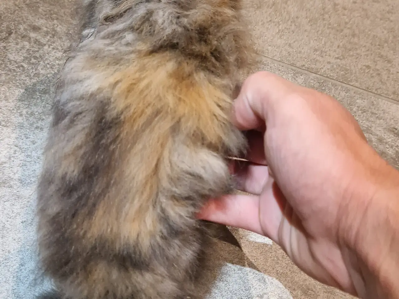 Billede 2 - 🐱❤️ 5 søde og tykke Norsk Skovkat-killinger