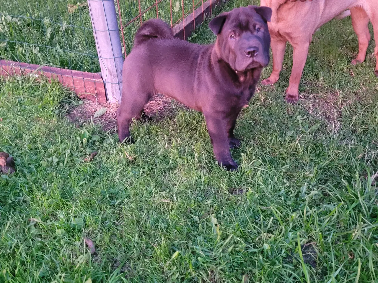 Billede 5 - Shar pei hvalp