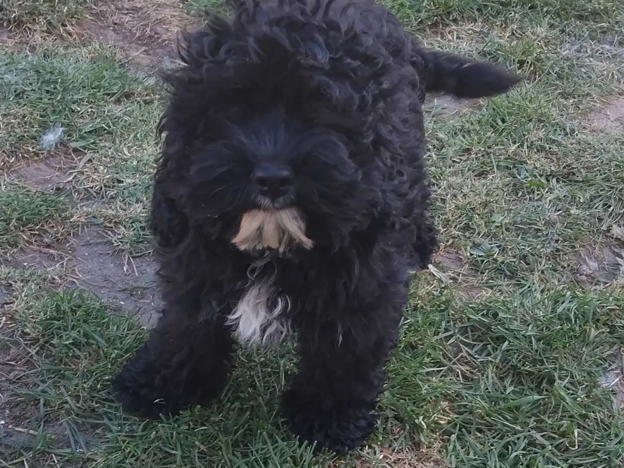 Billede 2 - Dejlig Cockapoo pige 