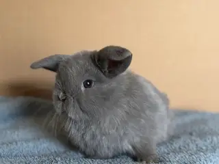 Ægte Minilop unger søger nye hjem 🐰💛