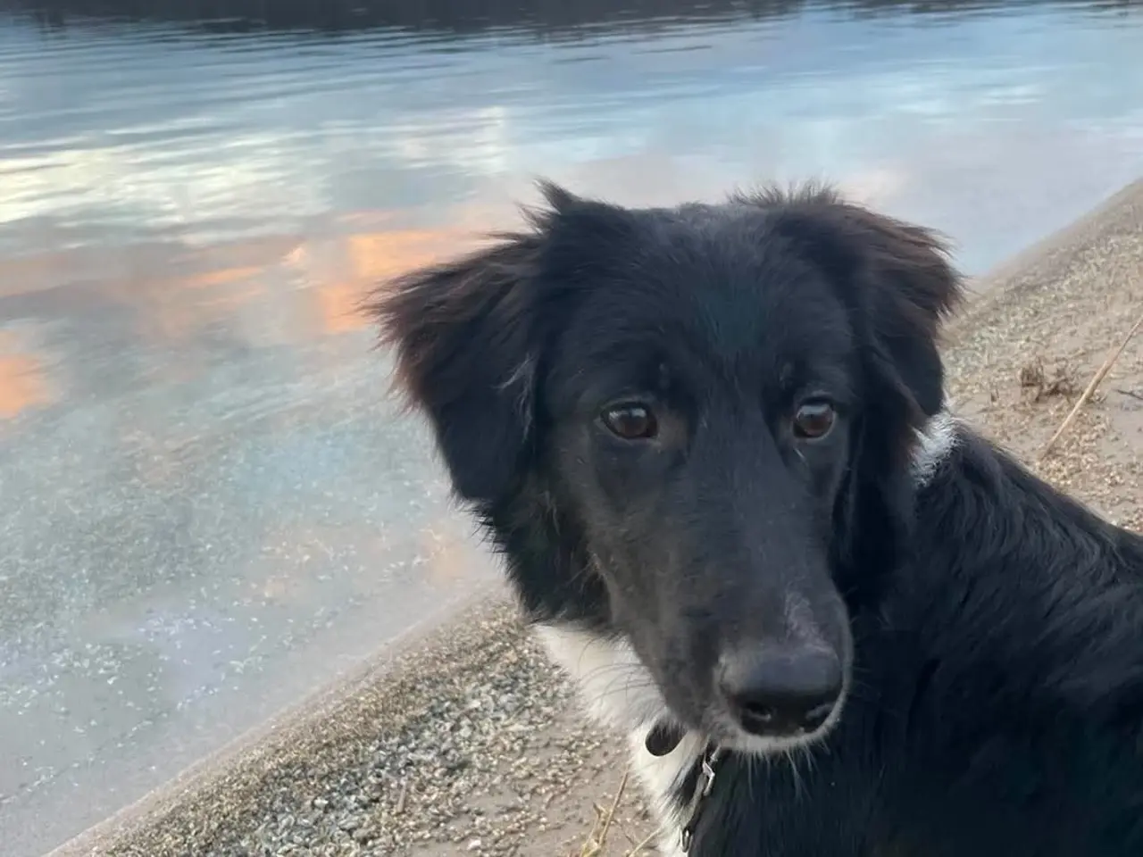 Billede 5 - Skønne Kamille søger nyt hjem 🐶