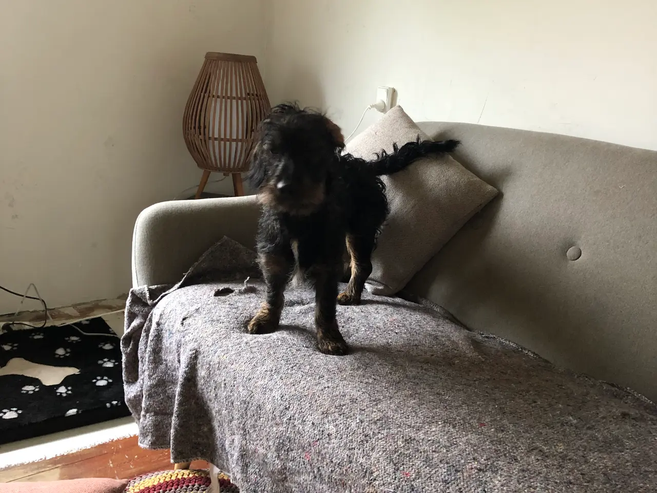 Billede 3 - Rughåret gravhund sælges